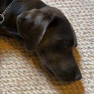 Meet your Posher, Amy